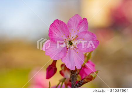出会いと別れを彩る日本の花　サクラ 84087604