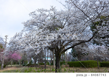 出会いと別れを彩る日本の花　サクラ 84087743