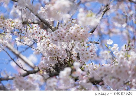 出会いと別れを彩る日本の花 サクラ 出会いと別れを彩る日本の花 サクラ 84087926