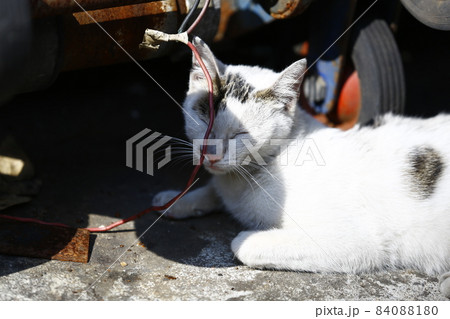 猫 ねこ ネコ 84088180