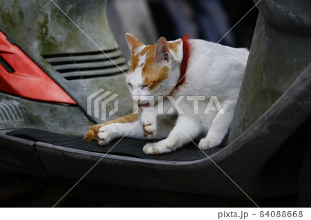 猫 ねこ ネコ 84088668