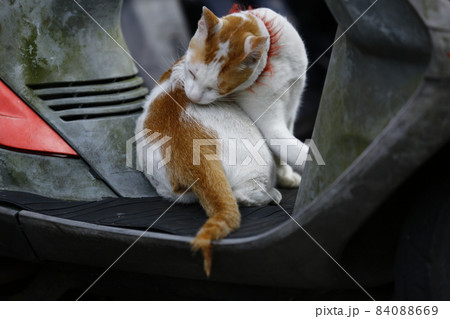 猫 ねこ ネコ 84088669