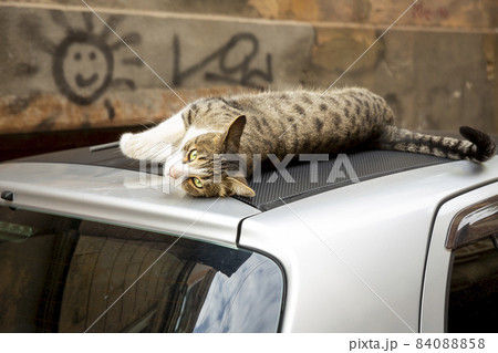 A funny cat with a white chest and paws and a gray spotted back lies on the roof of a car. Portrait of a wild cat. Homeless cats on the streets of Tbilisi. A funny cat with a white chest and paws and a gray spotted back lies on the roof of a car. Portrait of a wild cat. Homeless cats on the streets of Tbilisi. 84088858