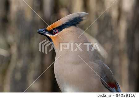 野鳥ファンに人気のある特徴的な頭をした冬鳥ヒレンジャク 84089116