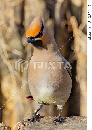 野鳥ファンに人気のある特徴的な頭をした冬鳥ヒレンジャク 84089117