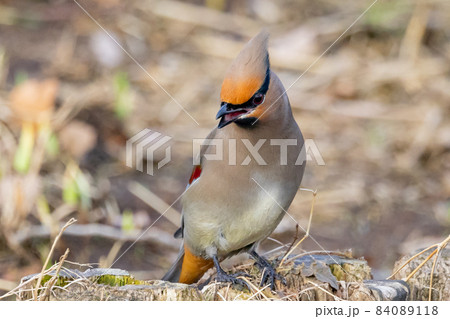 野鳥ファンに人気のある特徴的な頭をした冬鳥ヒレンジャク 野鳥ファンに人気のある特徴的な頭をした冬鳥ヒレンジャク 84089118