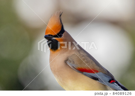 野鳥ファンに人気のある特徴的な頭をした冬鳥ヒレンジャク 野鳥ファンに人気のある特徴的な頭をした冬鳥ヒレンジャク 84089126