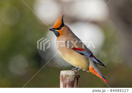 野鳥ファンに人気のある特徴的な頭をした冬鳥ヒレンジャク 野鳥ファンに人気のある特徴的な頭をした冬鳥ヒレンジャク 84089127