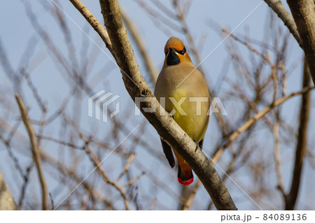 野鳥ファンに人気のある特徴的な頭をした冬鳥ヒレンジャク 84089136