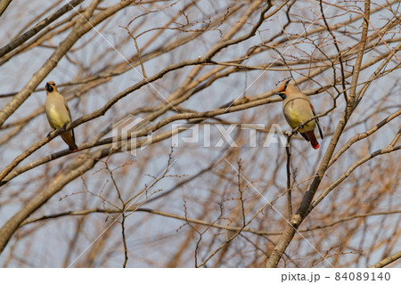 野鳥ファンに人気のある特徴的な頭をした冬鳥ヒレンジャク 野鳥ファンに人気のある特徴的な頭をした冬鳥ヒレンジャク 84089140