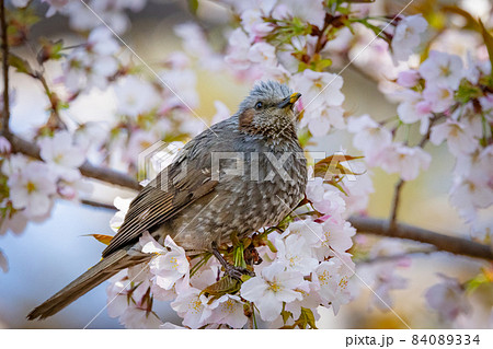 出会いと別れを彩る日本の花サクラとヒヨドリ 84089334