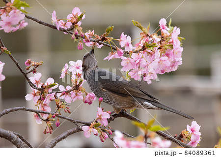 出会いと別れを彩る日本の花サクラとヒヨドリ 84089361