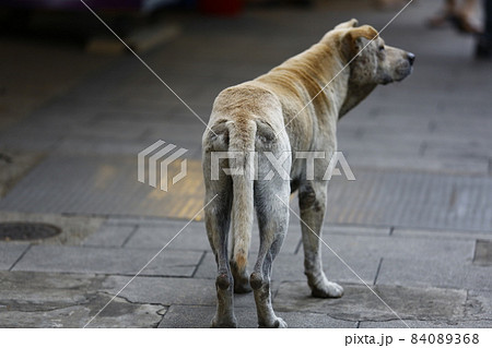 犬 狗 わんこ 84089368