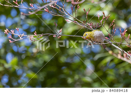 ウグイスと間違われる緑色の体と白い眼鏡が特徴の鳥メジロ ウグイスと間違われる緑色の体と白い眼鏡が特徴の鳥メジロ 84089418
