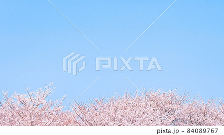 桜と青空 84089767