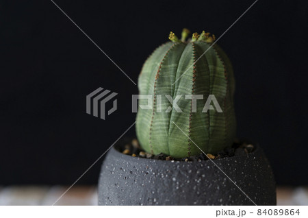 花を咲かせたオベサ（雄株の花） 84089864