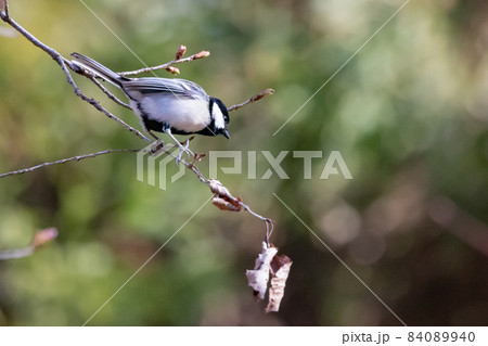 胸のネクタイが可愛らしい身近な野鳥 シジュウカラ 84089940