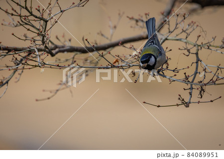 胸のネクタイが可愛らしい身近な野鳥 シジュウカラ 84089951