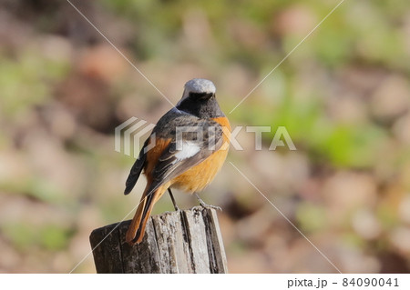 愛らしい仕草の冬鳥 ジョウビタキ 84090041