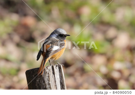 愛らしい仕草の冬鳥 ジョウビタキ 84090050