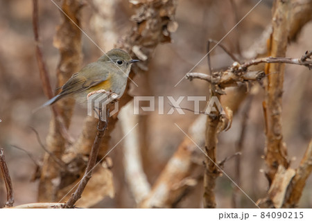瑠璃色をオレンジ色をまとった冬に訪れる人気者 ルリビタキの雌 84090215