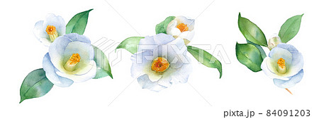 白いツバキの水彩イラスト。装飾用。クリップアート3種セット。ヤブツバキ。（ベクター） 84091203