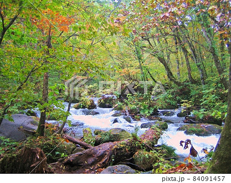 奥入瀬渓流　十和田湖　 紅葉　遊歩道　清流 84091457