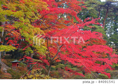 栃木県日光市山内 日光山輪王寺庭園の紅葉 栃木県日光市山内 日光山輪王寺庭園の紅葉 84091541