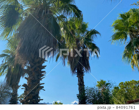 Tropical sunny landscape. Two coconut trees with fluffy green branches against a blue sky with sunbeams, soft focus. Summer vacation concept, rest and relaxation Tropical sunny landscape. Two coconut trees with fluffy green branches against a blue sky with sunbeams, soft focus. Summer vacation concept, rest and relaxation 84091761