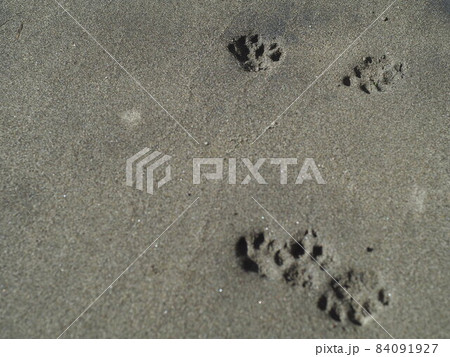 水辺の足跡 84091927