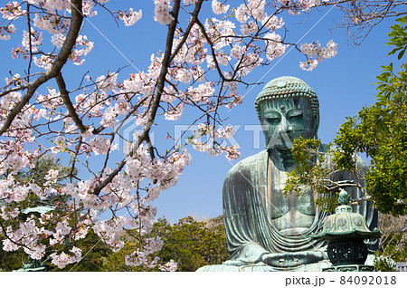 大仏様に桜を 大仏様に桜を 84092018