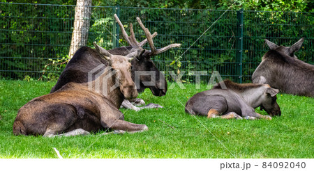 European Moose, Alces alces, also known as the elk European Moose, Alces alces, also known as the elk 84092040