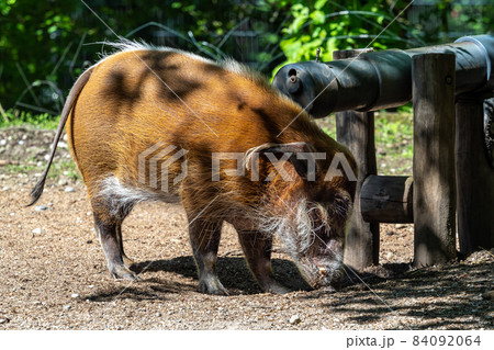 Red river hog, Potamochoerus porcus, also known as the bush pig. 84092064