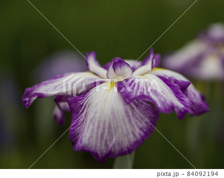 東京　北山公園　初夏の水辺に彩る花菖蒲の世界【花・植物】 84092194