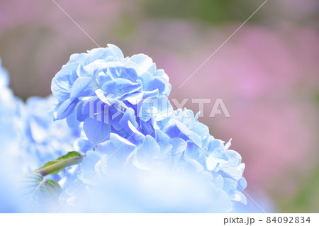梅雨の花、紫陽花 84092834
