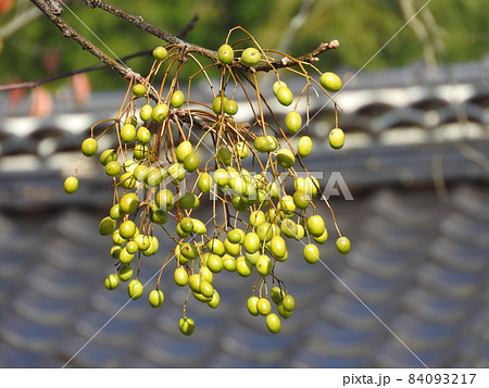落葉高木「センダン」の実 落葉高木「センダン」の実 84093217