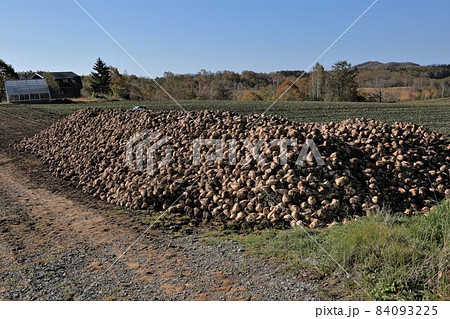 北海道の風景「収穫された甜菜」 84093225