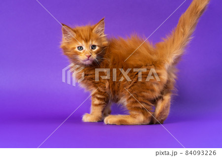 Portrait of male altered kitten of Maine Coon Cat breed of color red classic tabby walking looking back on purple background. Purebred fluffy cat is six weeks old. Side view. Studio shot. 84093226