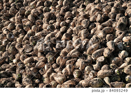 北海道の風景「収穫された甜菜」 84093249