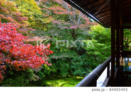 2021年秋の中旬に訪れた京都市瑠璃光院の様々な紅葉の色が幻想的で圧巻 84093403