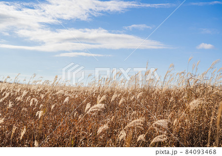秋の霧ヶ峰高原と青空 秋の霧ヶ峰高原と青空 84093468