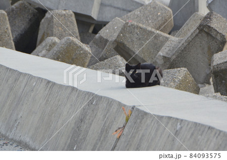 黒猫（平潟港／茨城県北茨城市） 84093575