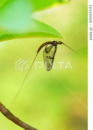 葉の裏にとまっているモンカゲロウの成虫 84093591