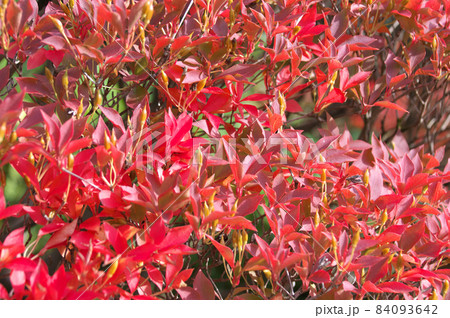 ドウダンツツジ 84093642