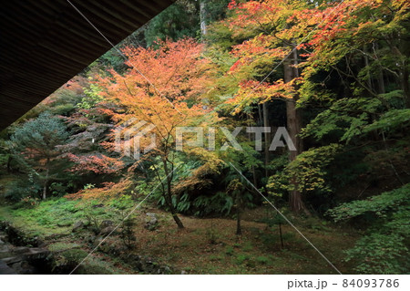 金剛輪寺（近江西国第十五番札所）／ 庭園　【滋賀県愛荘町】 84093786