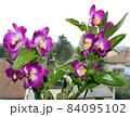 the violet orchids on the window with green leaves 84095102