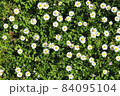 white flowers on the fresh green grass 84095104