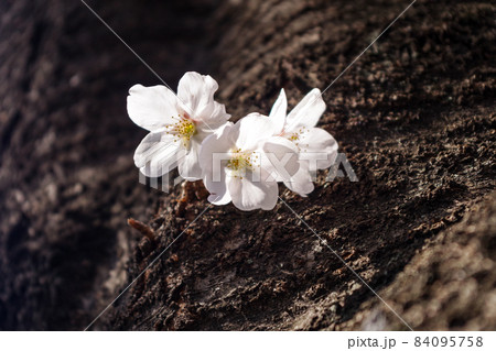 目黒川の桜 目黒川の桜 84095758