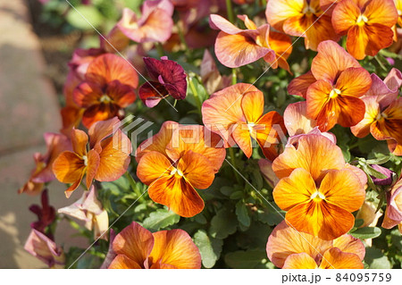 パンジー パンジー 84095759