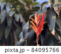 Heliconia against green bush in the background 84095766